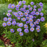 Aster (D) 'Prof. Anton Kippenberg' - toptuinplanten