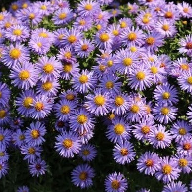 Aster (D) 'Prof. Anton Kippenberg' - toptuinplanten