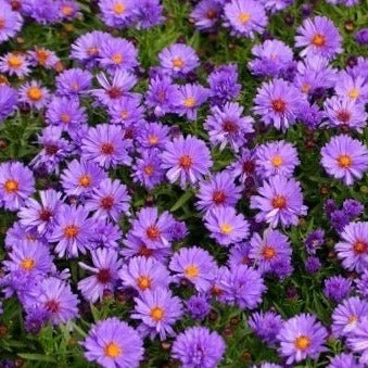 Aster (D) 'Prof. Anton Kippenberg' - toptuinplanten