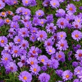 Aster (D) 'Prof. Anton Kippenberg' - toptuinplanten