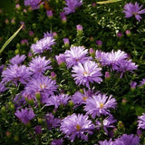 Aster (D) 'Prof. Anton Kippenberg' - toptuinplanten