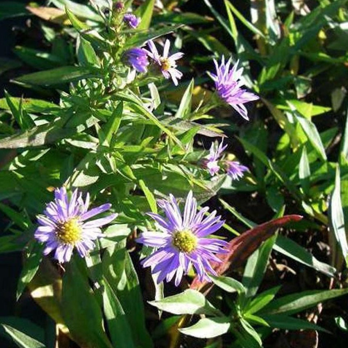 Aster (D) 'Prof. Anton Kippenberg' - toptuinplanten