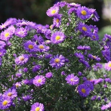 Aster novi-belgii - Herfstaster - toptuinplanten