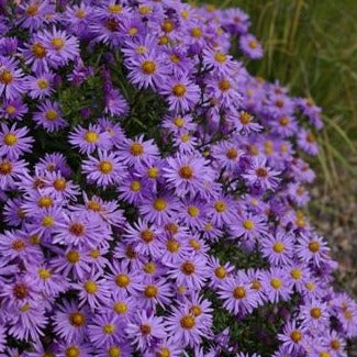 Aster novi-belgii - Herfstaster - toptuinplanten