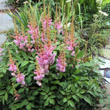 Astilbe chinens. 'Pumila' - Astilbe - toptuinplanten