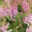 Astilbe chinens. 'Pumila' - Astilbe - toptuinplanten