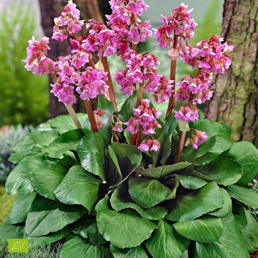 Bergenia cordifolia - Schoenlappersplant - toptuinplanten