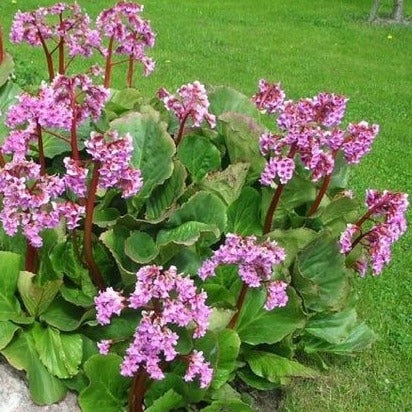 Bergenia 'Rotblum' - Schoenlappesplant - toptuinplanten