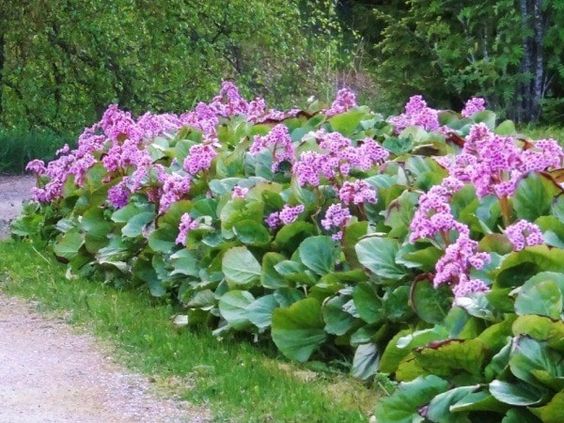 Bergenia 'Rotblum' - Schoenlappesplant - toptuinplanten