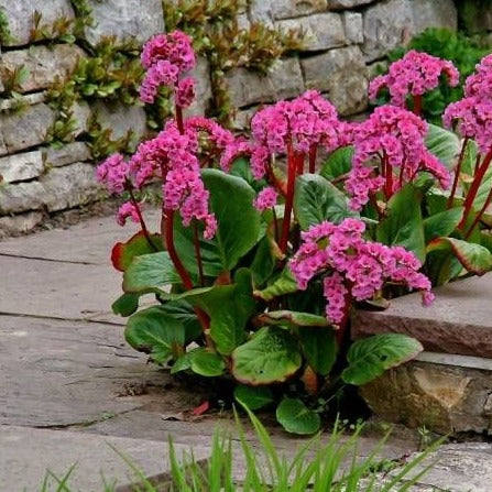 Bergenia 'Rotblum' - Schoenlappesplant - toptuinplanten