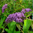 Buddleja davidii ' Ile de France ' - toptuinplanten