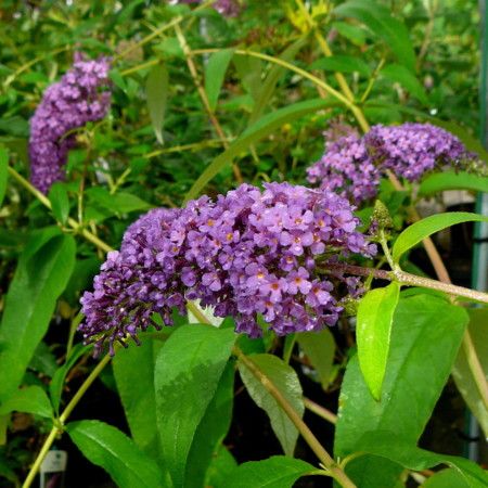 Buddleja davidii ' Ile de France ' - toptuinplanten