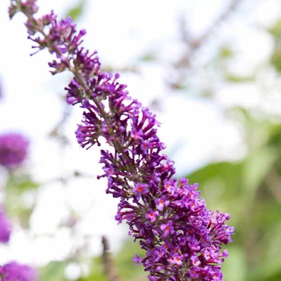 Buddleja davidii ' Ile de France ' - toptuinplanten