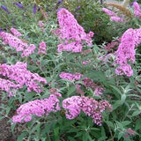 Buddleja davidii ' Pink Delight ' Vlinderstruik - toptuinplanten