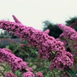 Buddleja davidii ' Pink Delight ' Vlinderstruik - toptuinplanten