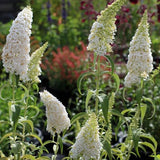 Buddleja davidii ' White Profusion - toptuinplanten