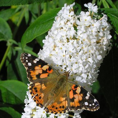 Buddleja davidii ' White Profusion - toptuinplanten