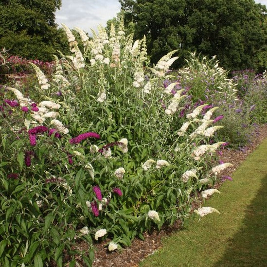 Buddleja davidii ' White Profusion - toptuinplanten