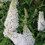 Buddleja davidii ' White Profusion - toptuinplanten