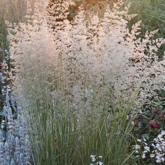 Calamagrostis acut. 'Overdam - toptuinplanten