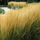 Calamagrostis acutiflora 'Karl Foerster' - Struisriet - toptuinplanten