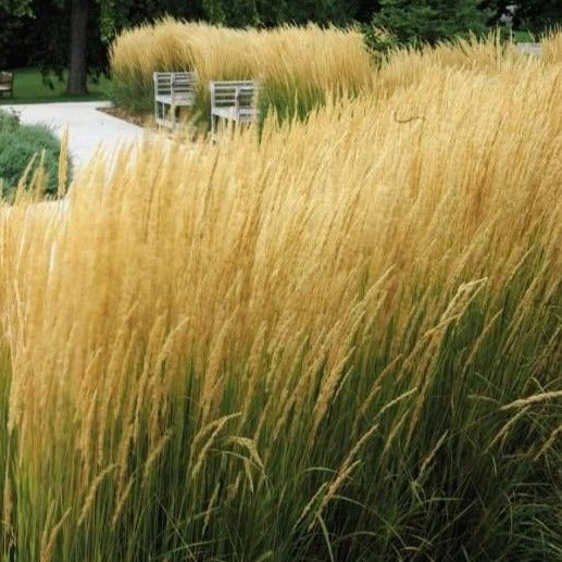 Calamagrostis acutiflora 'Karl Foerster' - Struisriet - toptuinplanten