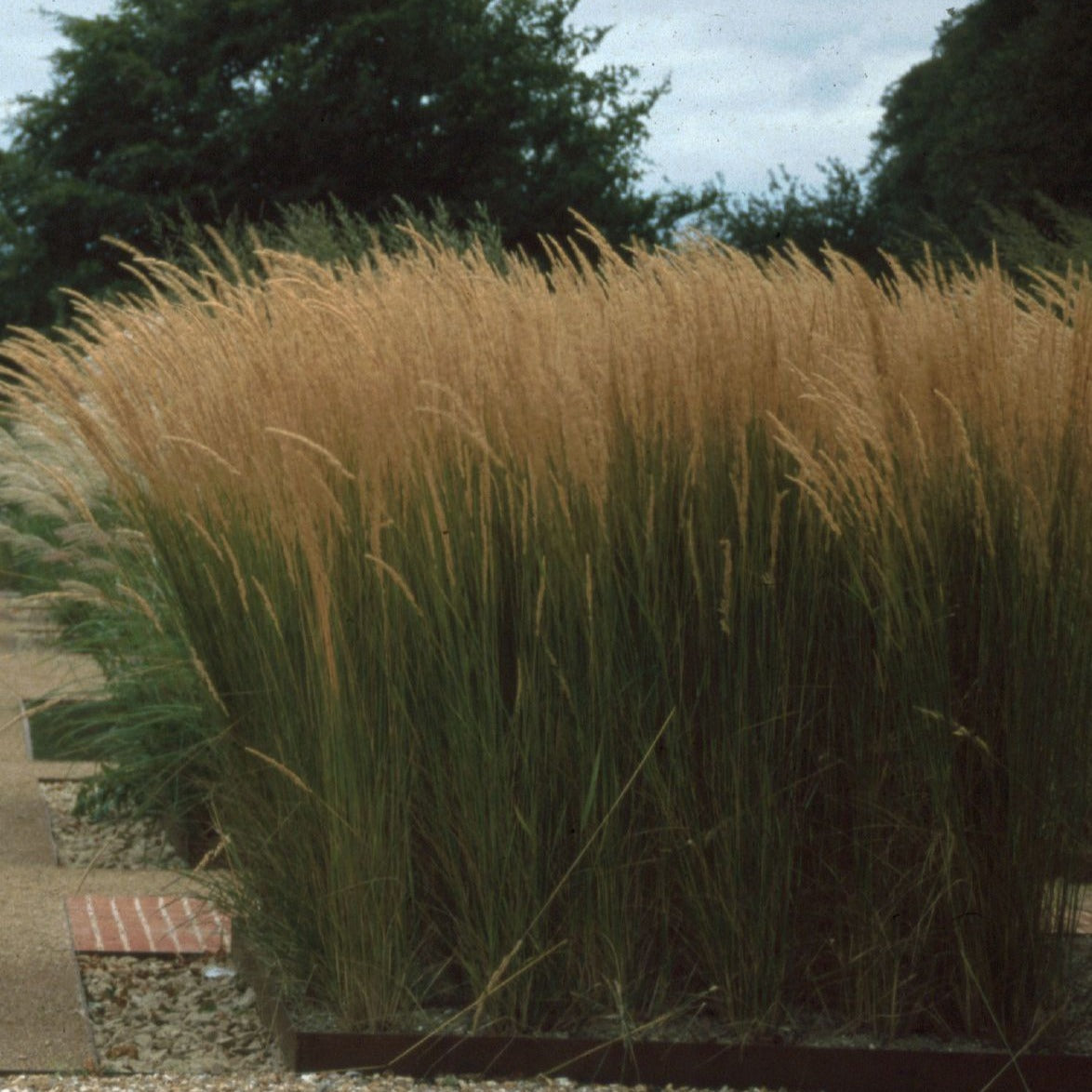 Calamagrostis acutiflora 'Karl Foerster' - Struisriet - toptuinplanten