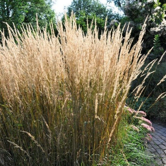 Calamagrostis acutiflora 'Karl Foerster' - Struisriet - toptuinplanten