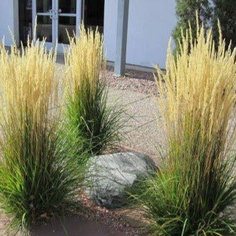 Calamagrostis acutiflora 'Karl Foerster' - Struisriet - toptuinplanten