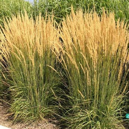 Calamagrostis acutiflora 'Karl Foerster' - Struisriet - toptuinplanten