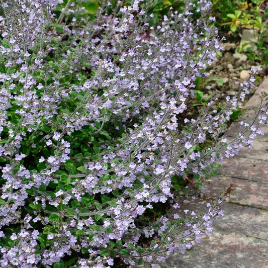 Calamintha n. 'Blue Cloud' - Bergsteentijm - toptuinplanten