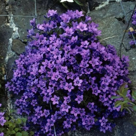 Campanula portenschlagiana - Klokjesbloem - toptuinplanten