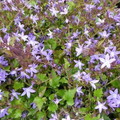 Campanula poscharskyana - klokjesbloem - toptuinplanten