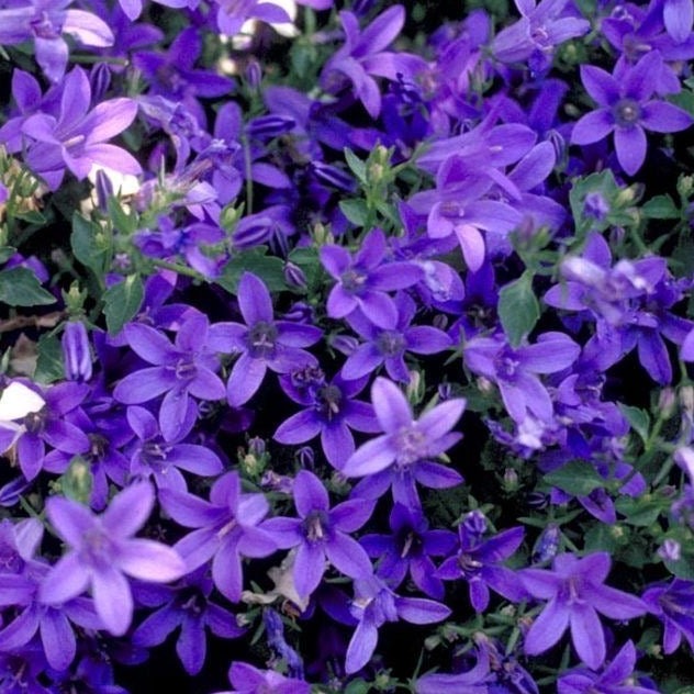 Campanula poscharskyana - klokjesbloem - toptuinplanten