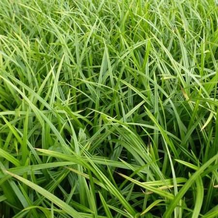 Carex foliosissima 'Irish Green' - Zegge - toptuinplanten