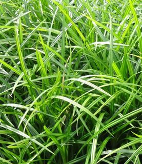 Carex foliosissima 'Irish Green' - Zegge - toptuinplanten