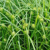 Carex grayi - Zegge - toptuinplanten