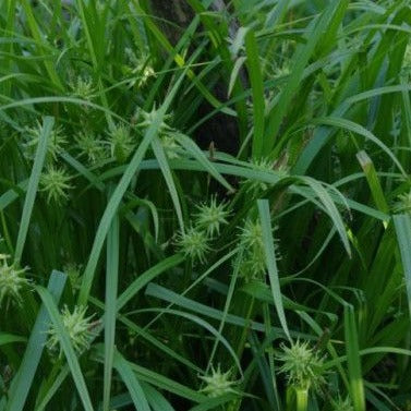 Carex grayi - Zegge - toptuinplanten