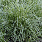 Carex morrowii Ice dance - toptuinplanten