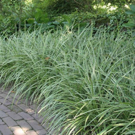 Carex morrowii Ice dance - toptuinplanten