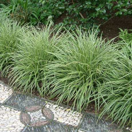 Carex morrowii variegata - toptuinplanten