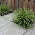 Carex morrowii variegata - toptuinplanten