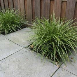 Carex morrowii variegata - toptuinplanten