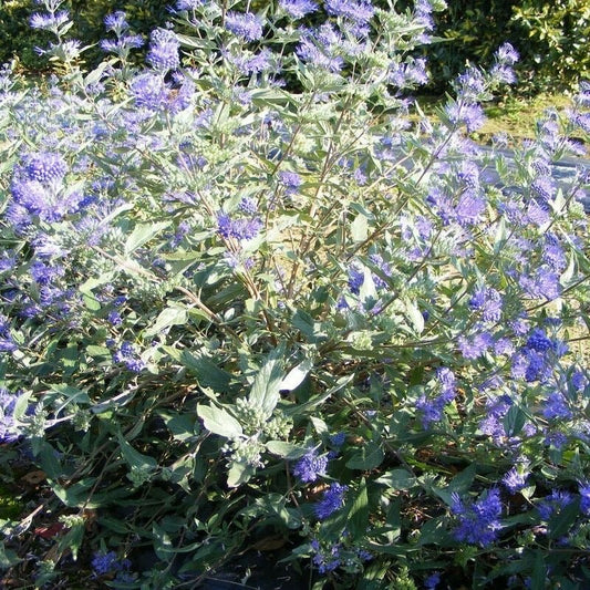Caryopteris cland. 'Heavenly Blue' - toptuinplanten