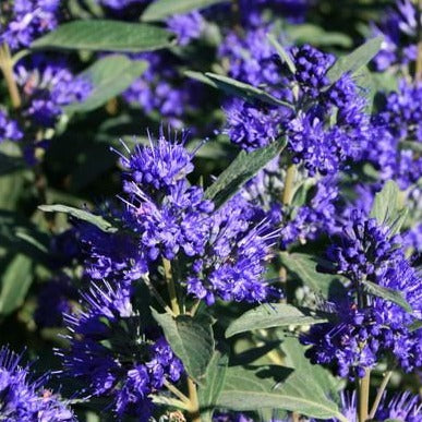 Caryopteris cland. 'Kew Blue' - toptuinplanten