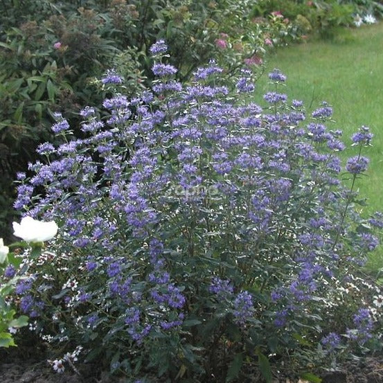 Caryopteris cland. 'Kew Blue' - toptuinplanten