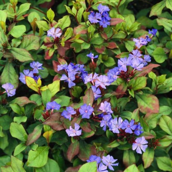 Ceratostigma plumbaginoides - Loodkruid - toptuinplanten