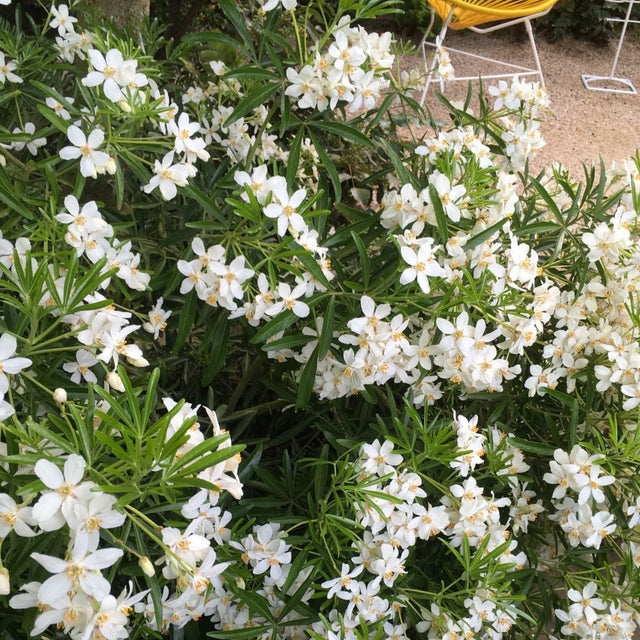 Choisya 'Aztec Pearl' - toptuinplanten