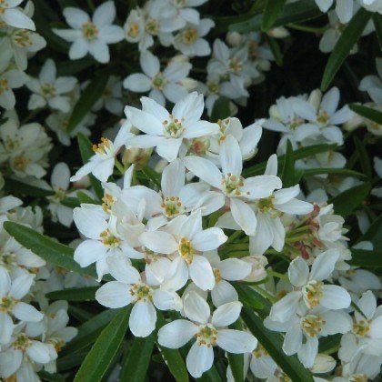 Choisya 'Aztec Pearl' - toptuinplanten