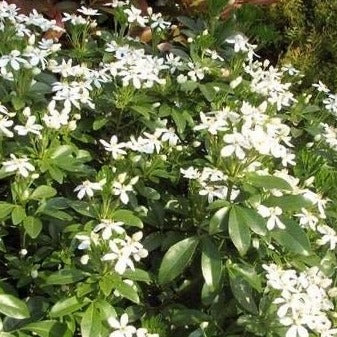 Choisya ternata - toptuinplanten